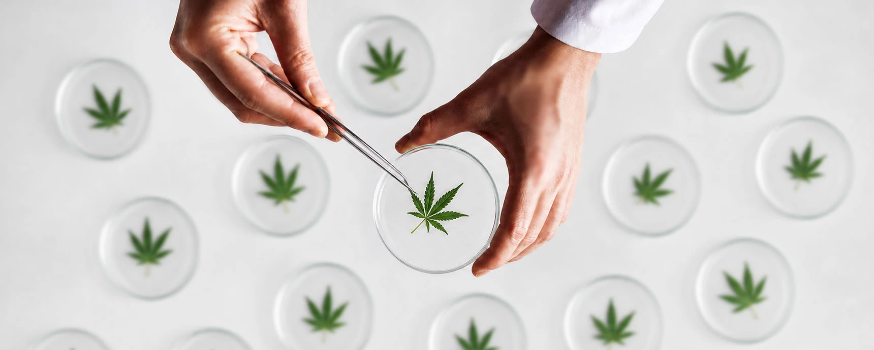 Oral Cannabinoids vs. Marijuana